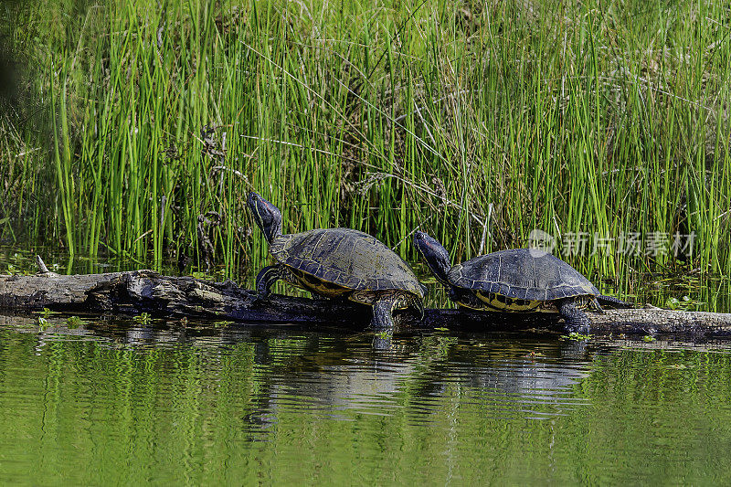 红耳滑龟(Trachemys scripta elegans)，又称红耳滑龟、红耳滑龟、红耳滑龟、水滑龟，是一种半水栖龟科海龟。伍德布里奇生态复位